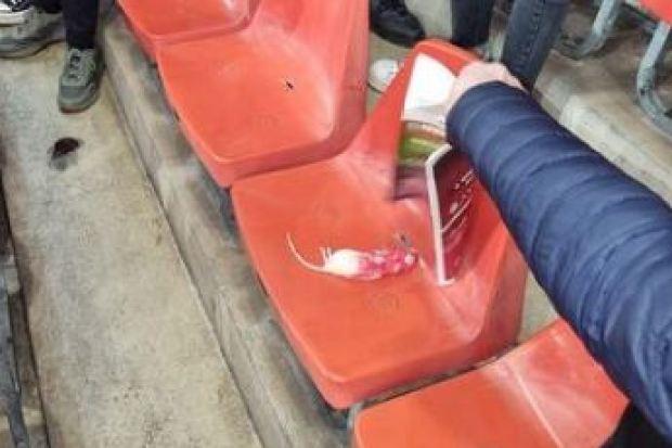 足球暴徒向对手球迷扔被涂成红色的死老鼠，因为生病的照片显示体育场内的座位上有害虫