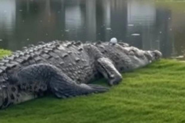 令人震惊的时刻，高尔夫球手发现球躺在巨大的鳄鱼的头上，因为球迷们都在说同样的话