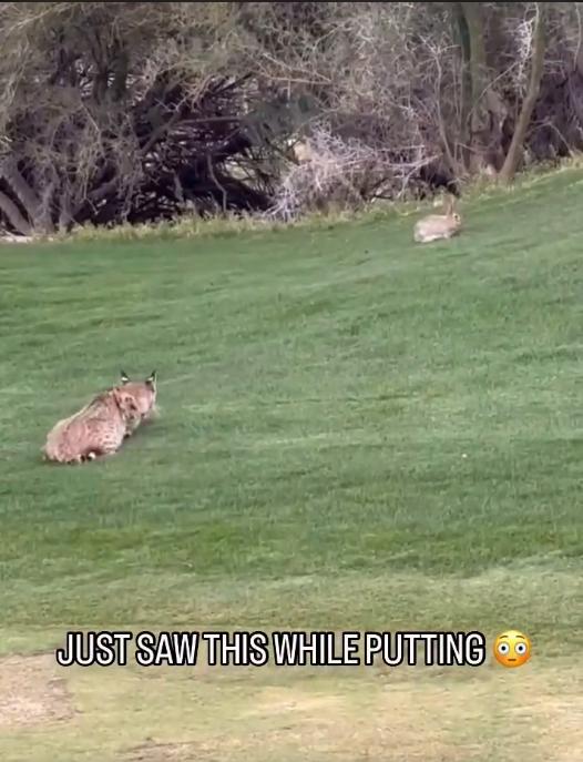令人震惊的时刻，野生山猫在高尔夫球场杀死了兔子，球迷们说“这样下去我该怎么推杆？”