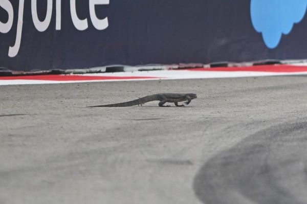 F1巨蜥进入赛道后躲避赛会干事，车手被迫转向错过“龙”，F1出红旗