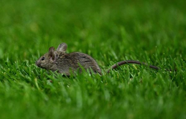老特拉福德遭受 MICE 侵扰，检查发现食品亭和豪华套房内有啮齿动物粪便